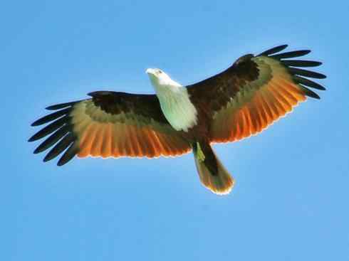 白头鸟系列:另类的美丽12 白头鸟系列:另类的美丽12