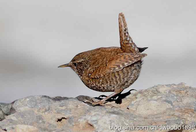 赤颈鸫和小鹪鹩