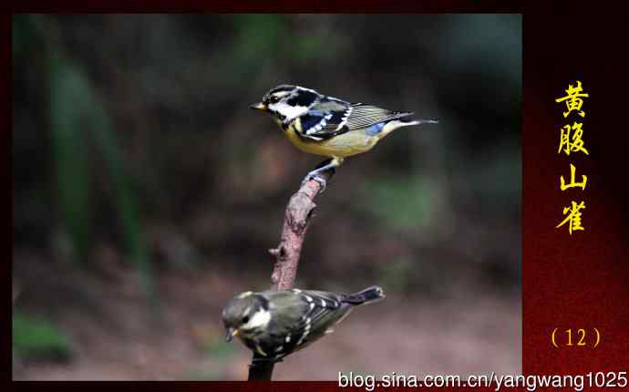 北京天坛公园的鸟类——黄腹山雀（12）