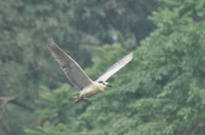 北京动物园的鸟类——飞C