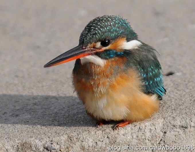 新年第一炮:小翠抓虾 新年第一炮:小翠抓虾