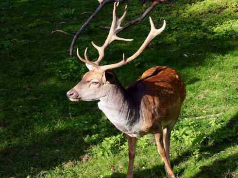 麒麟:传说的兽原型探秘(梅花鹿) 麒麟:传说的兽原型探秘(梅花鹿)
