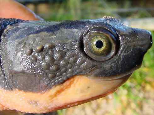 玄武：传说的兽原型探秘（澳洲长颈龟）