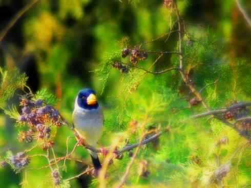 家禽驯化之源之二十二