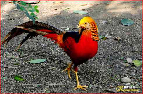 鈥湸蚰疋澬律睢菊掌