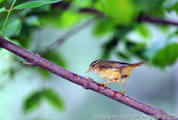 浴（极北柳莺）