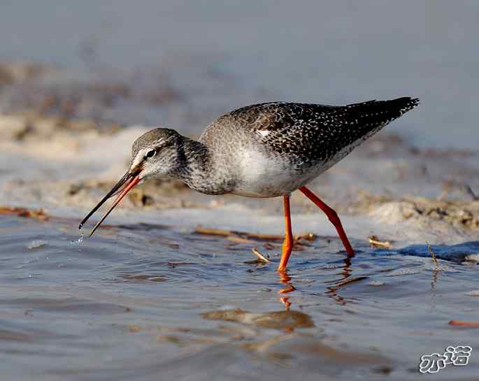 官厅水库&nbsp;wbr路&nbsp;wbr鹤鹬和青脚鹬