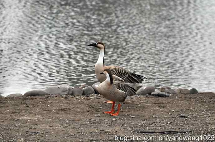 北京麋鹿苑拍鸟——鸿雁