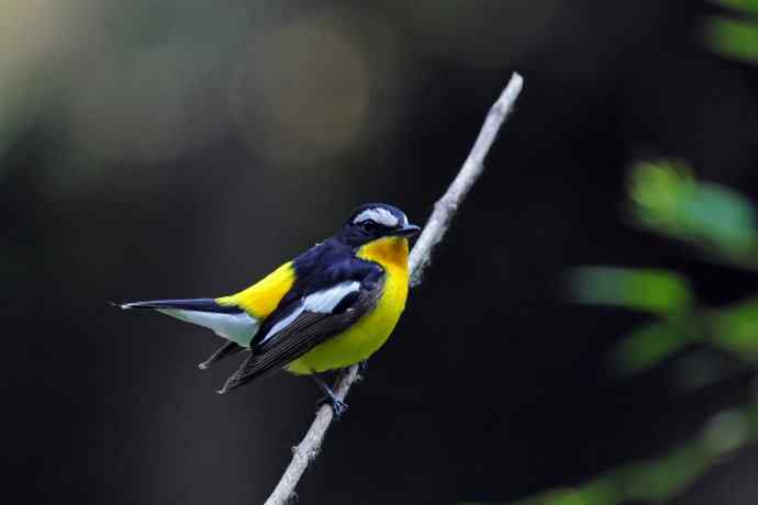 雄性白眉姬鹟（17）