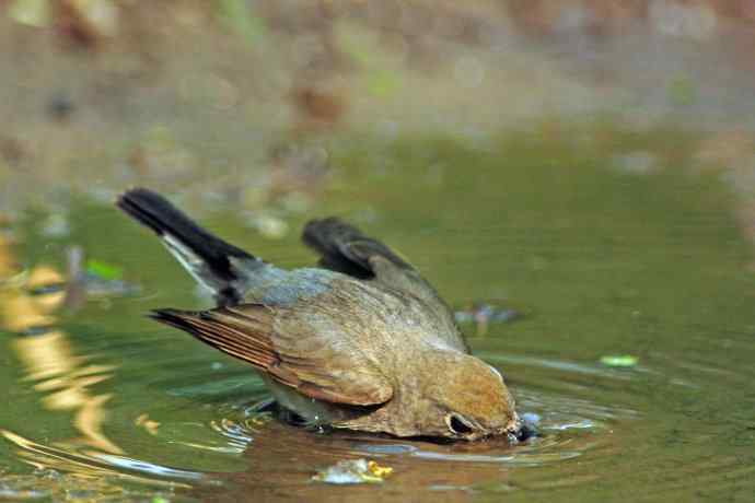 雄性红喉姬鹟(9) 雄性红喉姬鹟(9)