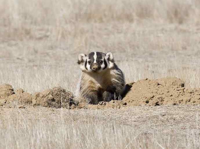 犬科：狐亚科之大耳狐