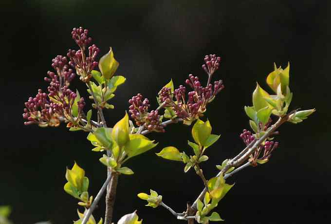 莲花池四月的花鸟