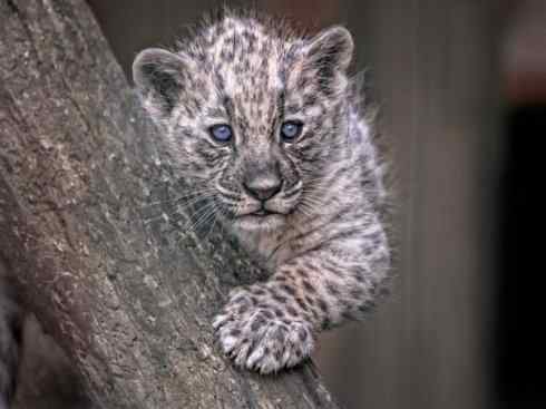 白虎：传说的兽原型探秘（美洲虎）