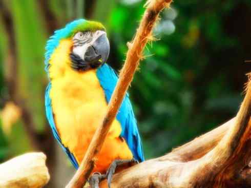 猎奇:奇特的鸟喙之四 猎奇:奇特的鸟喙之四