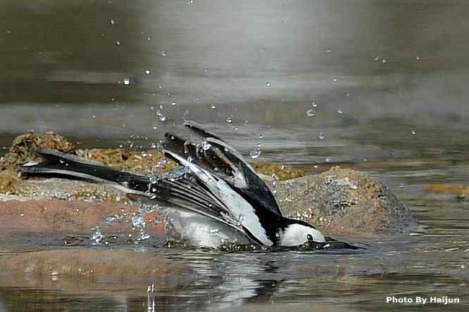 鸟为悦己者容(白鹡鸰梳洗版)