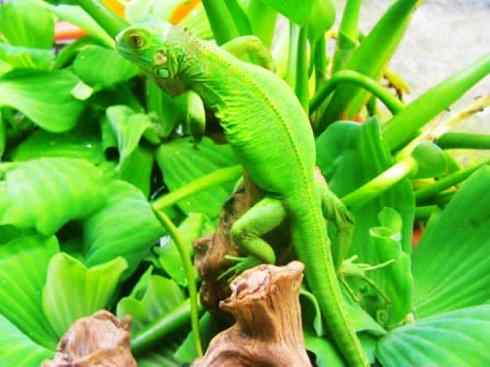 自然奇观：动物大迁徙(绿鬣蜥）