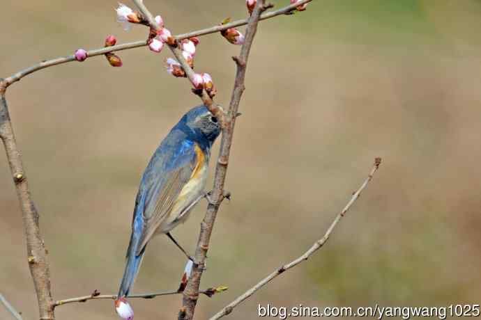 雄性红胁蓝尾鸲（26）