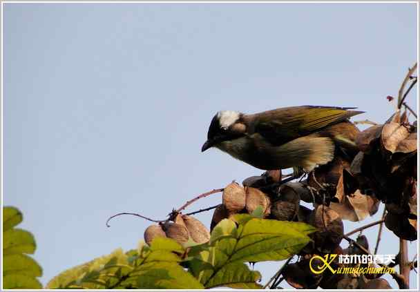 鈥湸蚰疋澦嫦搿菊掌 鈥湸蚰疋澦嫦搿菊掌