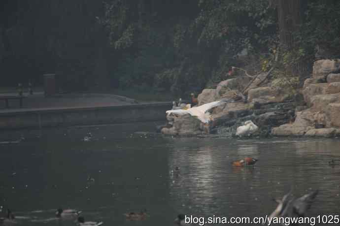 再拍鹈鹕 wbr11 再拍鹈鹕 wbr11