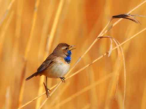 家禽驯化之源之二十七