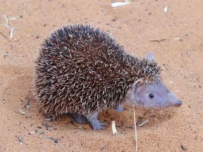 盘点十二大著名食蚁动物：土狼
