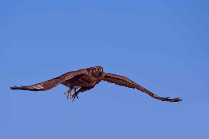 蓝天鵟影（摄于达里湖）