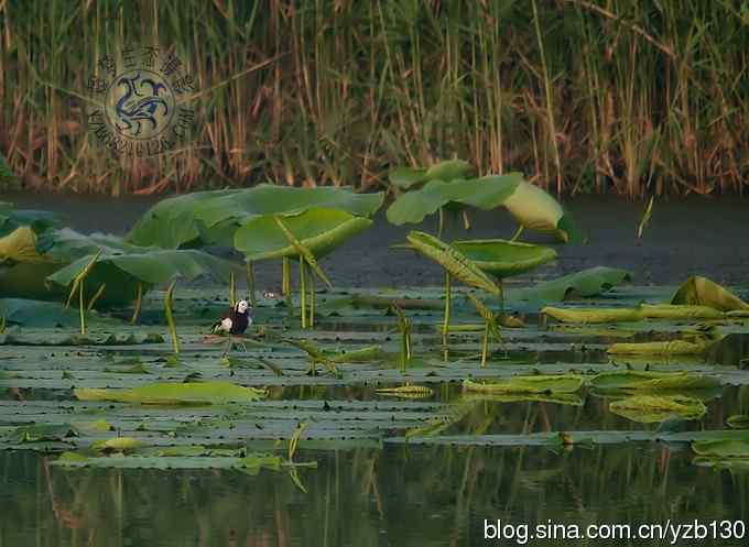 凌波仙子鈥斺斘业拿沃星槿耍ㄗ橥迹22张图片）