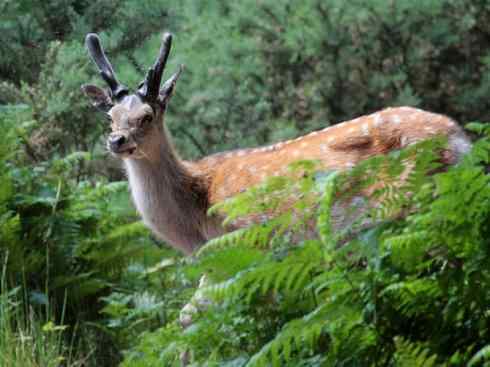 麒麟:传说的兽原型探秘(梅花鹿) 麒麟:传说的兽原型探秘(梅花鹿)