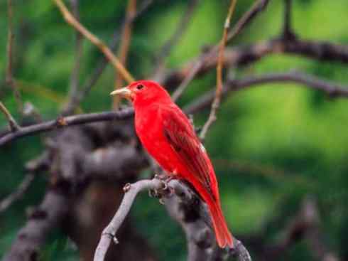 极品红色鸟类：玫红比蓝雀