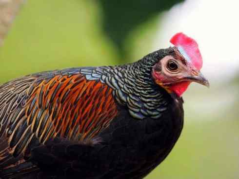 凤凰：传说的鸟原型探秘（原鸡）