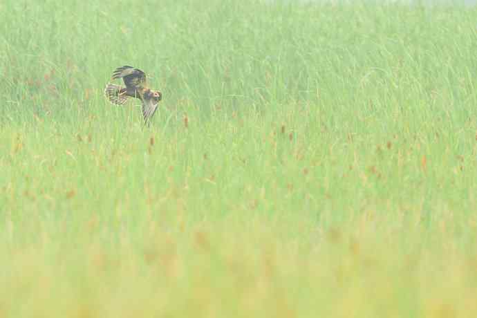 猛禽白腹鹞(生境)