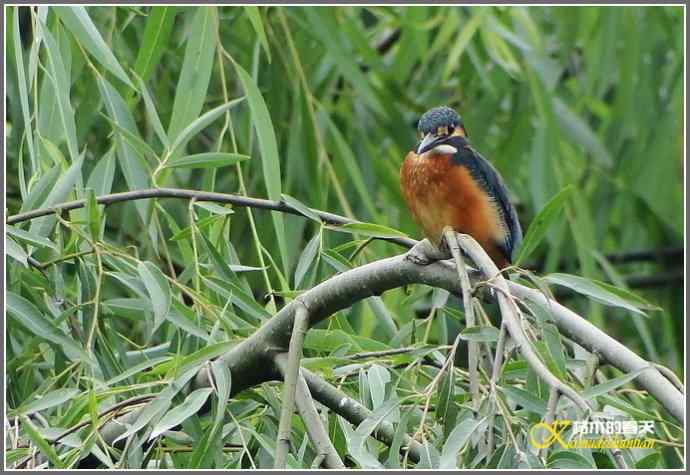 鈥溞〈溻澒槔础菊掌