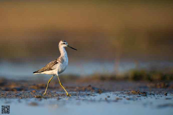 一组野鸭湖的鸻(heng)鹬(yu)类鸟