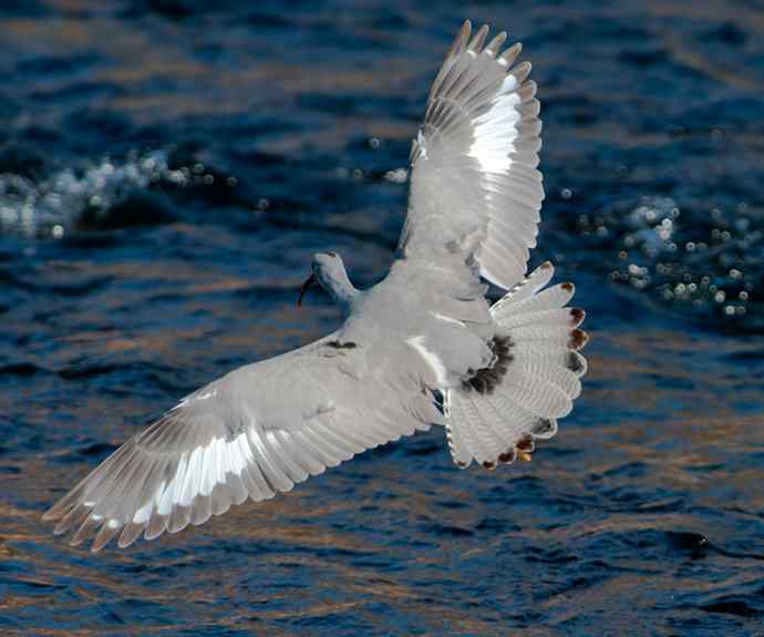 碧水飞侠.鹮嘴鹬