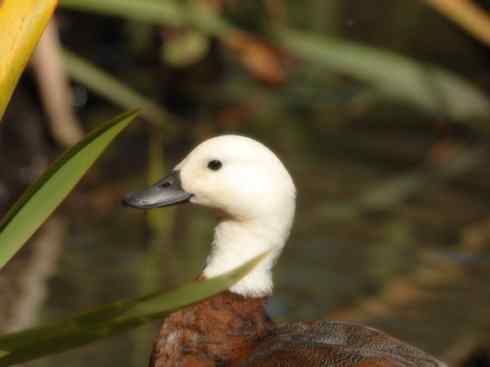 白头鸟系列：另类的美丽（黑胸麻鸭）