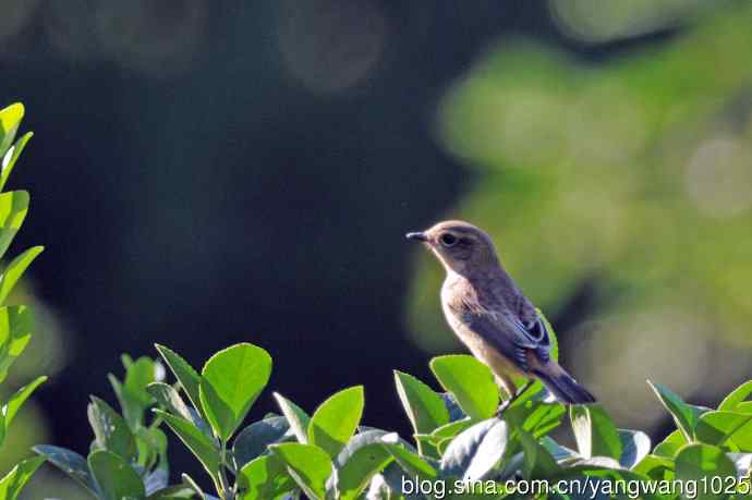 黑喉石鵖鸟(1) 黑喉石鵖鸟(1)
