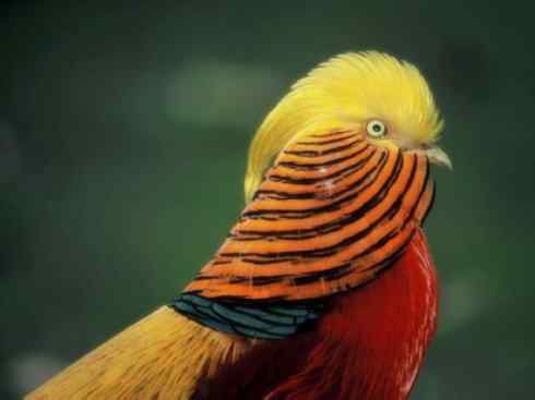 家禽驯化之源之八