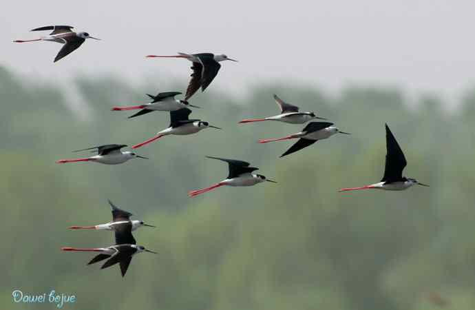 沙河生态版黑翅长脚鹬