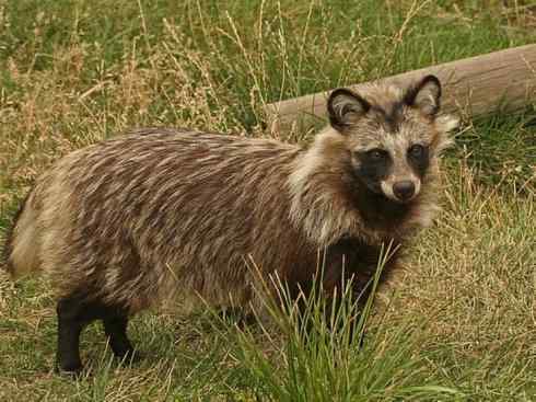 犬科:犬亚科犬属之貉 犬科:犬亚科犬属之貉