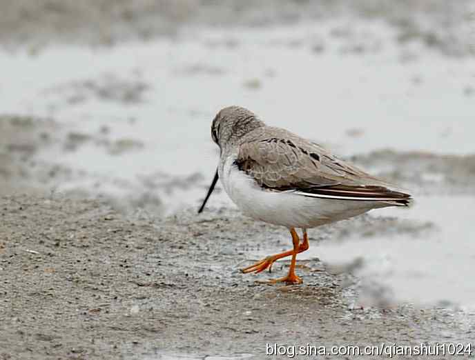 来去匆匆翘嘴鹬 来去匆匆翘嘴鹬