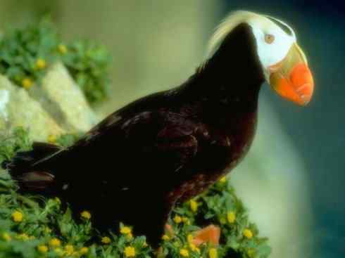 猎奇:奇特的鸟喙之七 猎奇:奇特的鸟喙之七