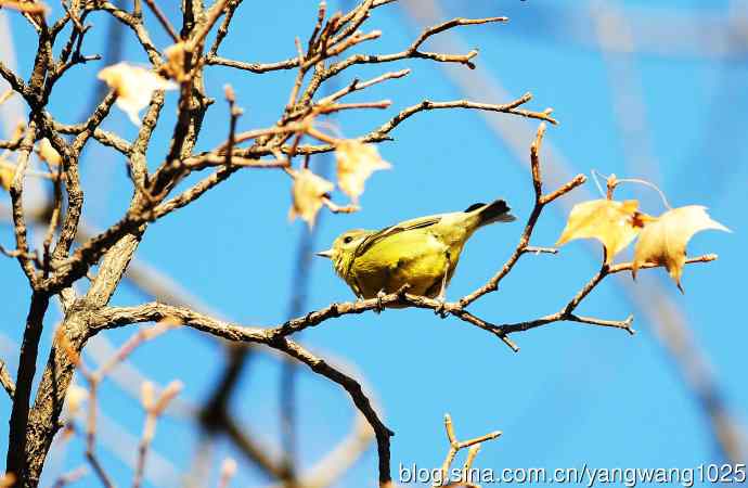 黄腹山雀(6) 黄腹山雀(6)