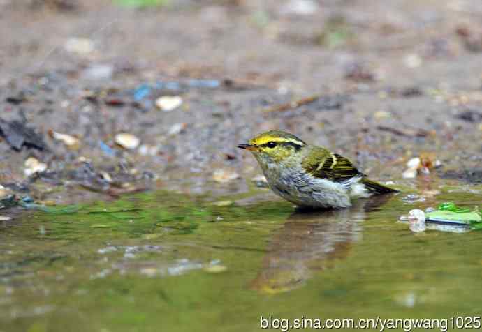 黄腰柳莺（3）