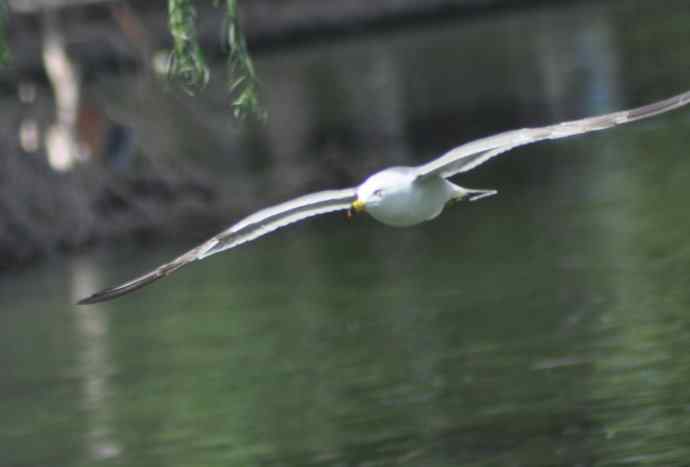 北京动物园的鸟类——海鸥与打架的鸿雁