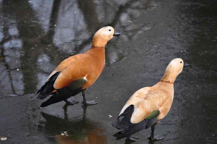 北京动物园的鸟类——赤麻鸭