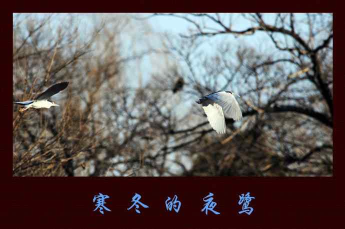 北京动物园的鸟类——寒冬的夜鹭