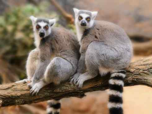 动物世界：山寨还是原创之十五