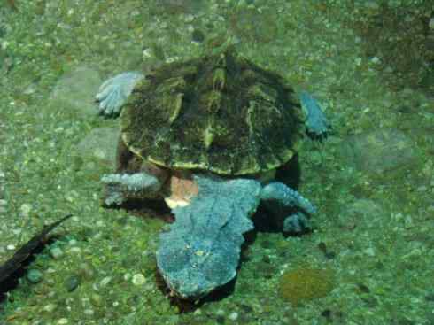 玄武：传说的兽原型探秘（玛塔龟）