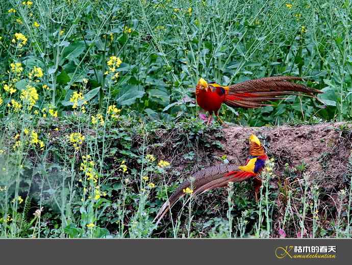 洋县拍鸟：红腹锦鸡