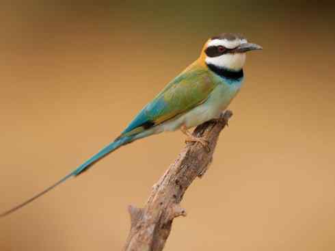 绝色攀禽:佛法僧目之蜂虎4 绝色攀禽:佛法僧目之蜂虎4